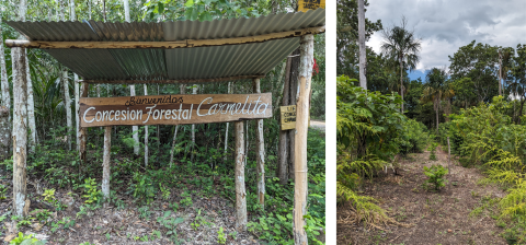 Two photos: The first showing a wooden sign with Spanish text saying "Welcome to the Carmelita Forestry Concession"; the second showing an area of new forest growth.