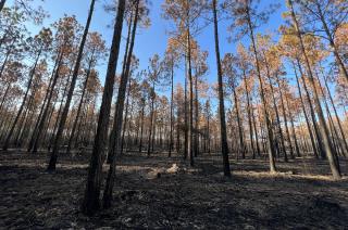 Hundreds of burned pine trees under a blue sky.