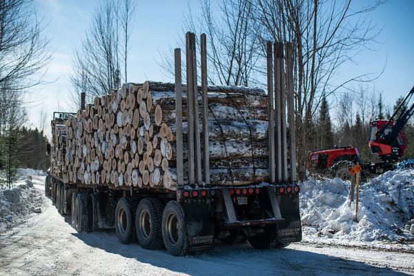 relates to This Timber Company Sold Millions of Dollars of Useless Carbon Offsets