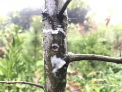 Wood boring insect lay eggs in trees